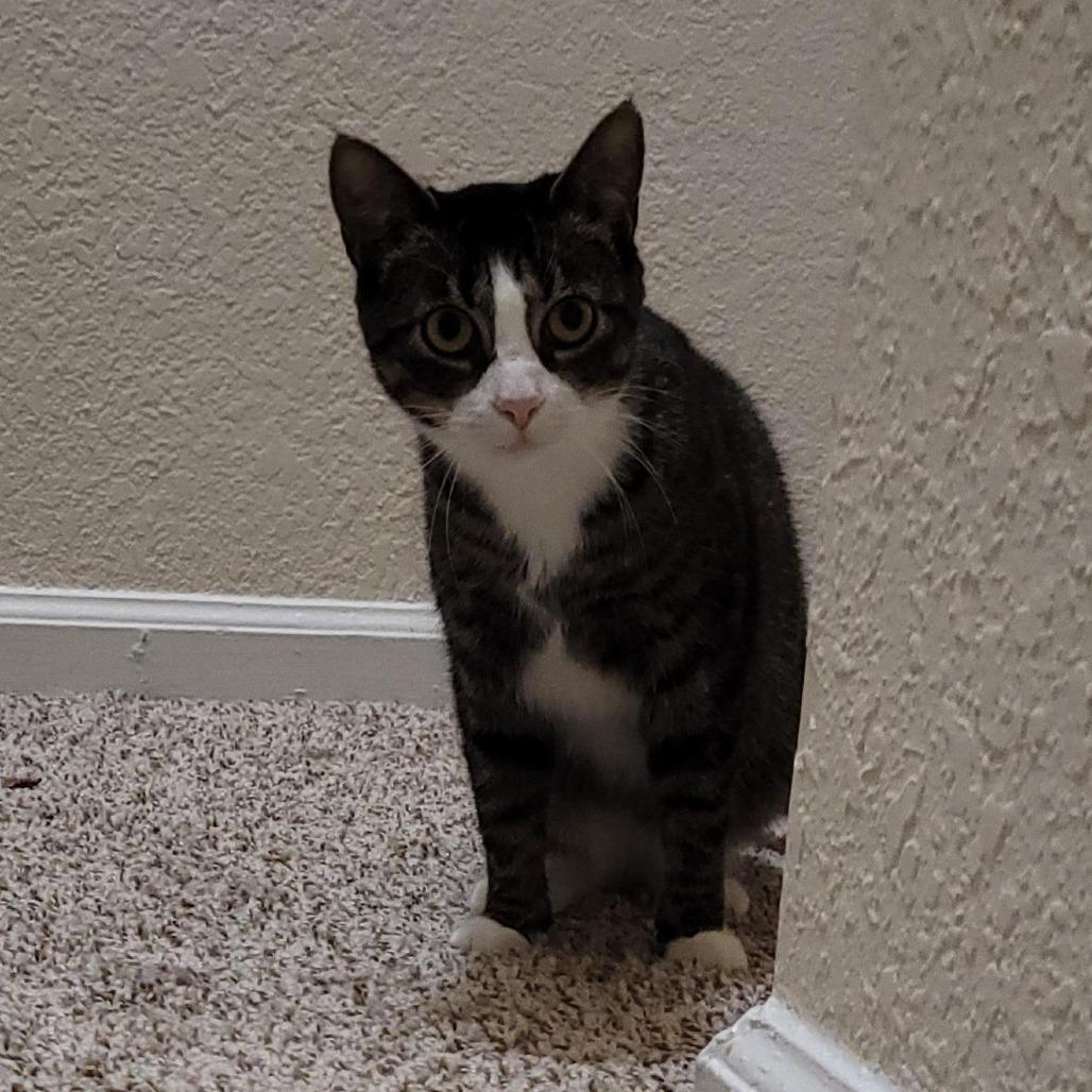 Enlarge Winnie, a Adoptable Domestic Short Hair in Durham, NC image 3/4