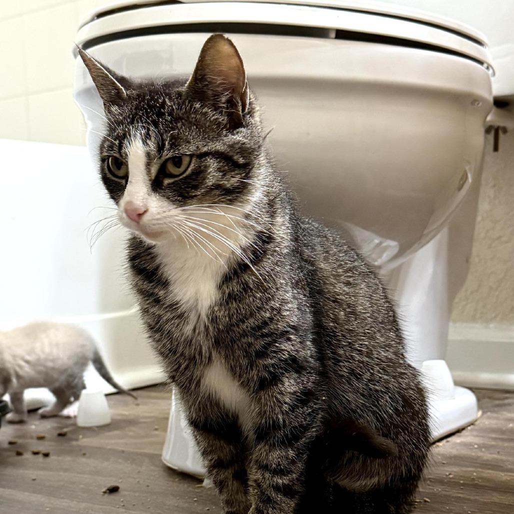 Enlarge Winnie, a Adoptable Domestic Short Hair in Durham, NC image 4/4