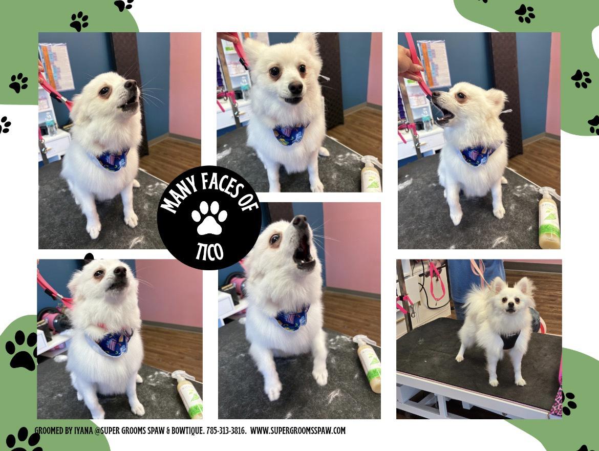 Enlarge Taquito, a Adopted mixed breed in Manhattan, KS image 6/6