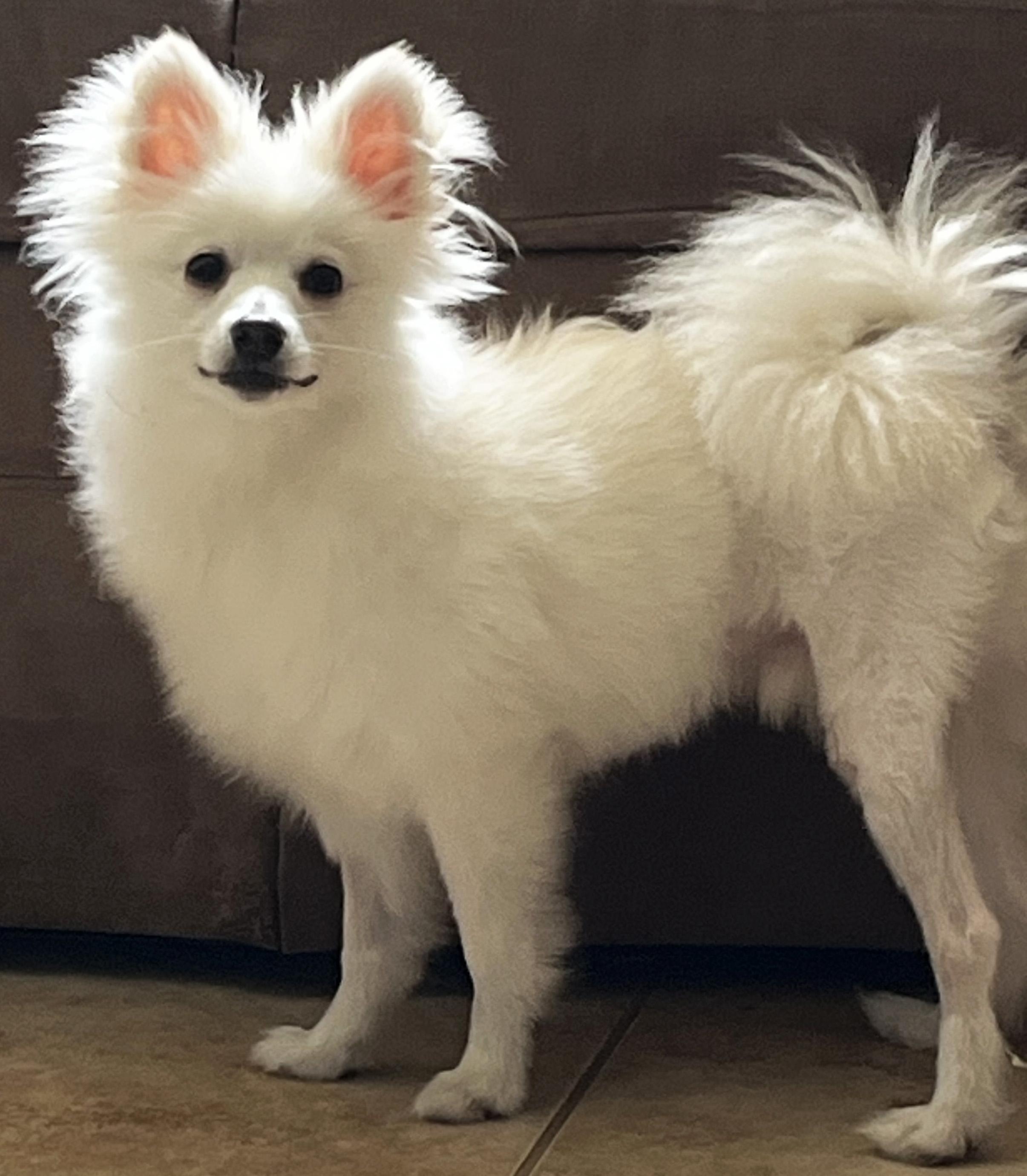 Enlarge Taquito, a Adopted mixed breed in Manhattan, KS image 2/6