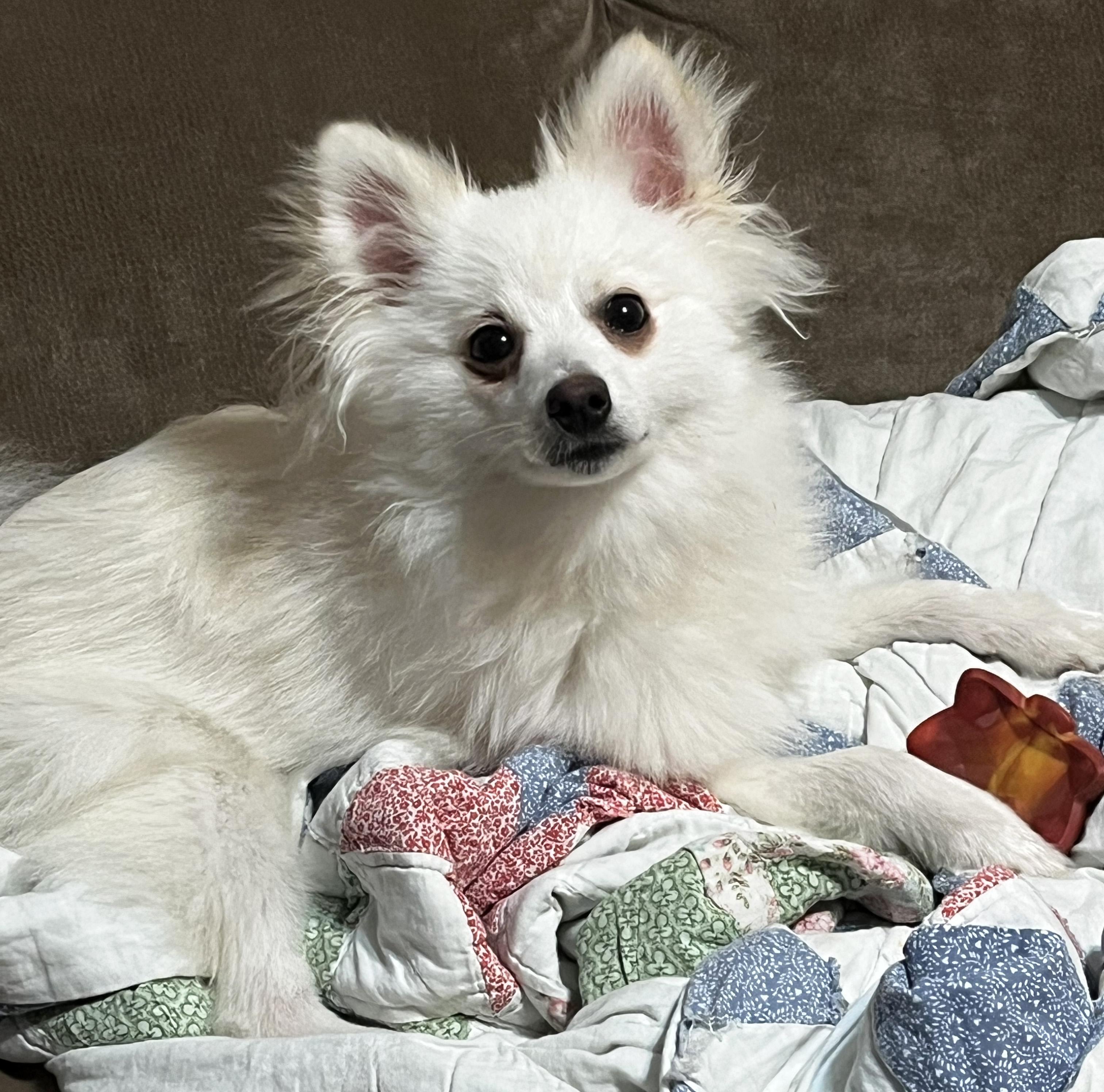 Enlarge Taquito, a Adopted mixed breed in Manhattan, KS image 3/6