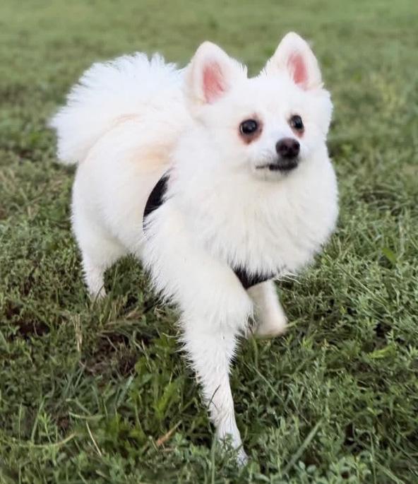 Enlarge Taquito, a Adopted mixed breed in Manhattan, KS image 5/6
