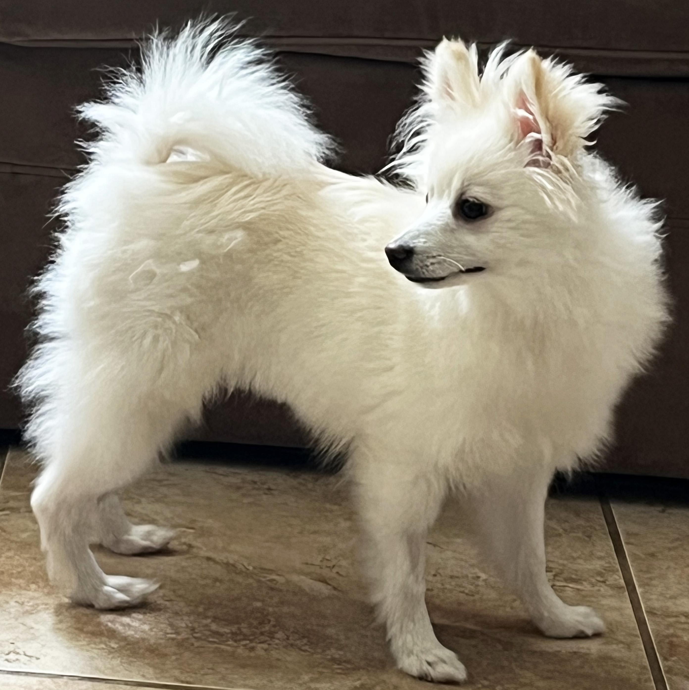 Enlarge Taquito, a Adopted mixed breed in Manhattan, KS image 4/6