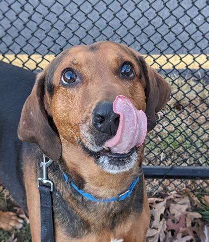 Buford, Adoptable, Adult Male Mixed Breed & Mixed Breed.
