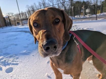 Enlarge Buford, a Adoptable mixed breed in Fairfax, VA image 3/5