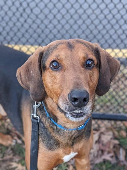 Enlarge Buford, a Adoptable mixed breed in Fairfax, VA image 5/5