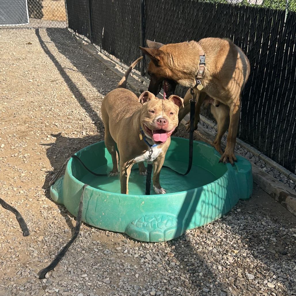Claudette, Adoptable, Adult Female Mixed Breed.