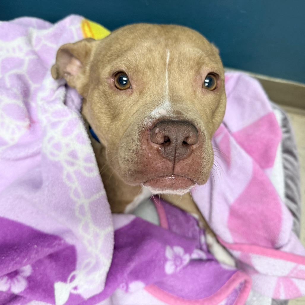Enlarge Claudette, a Adoptable Mixed Breed in Auburn, AL image 2/6