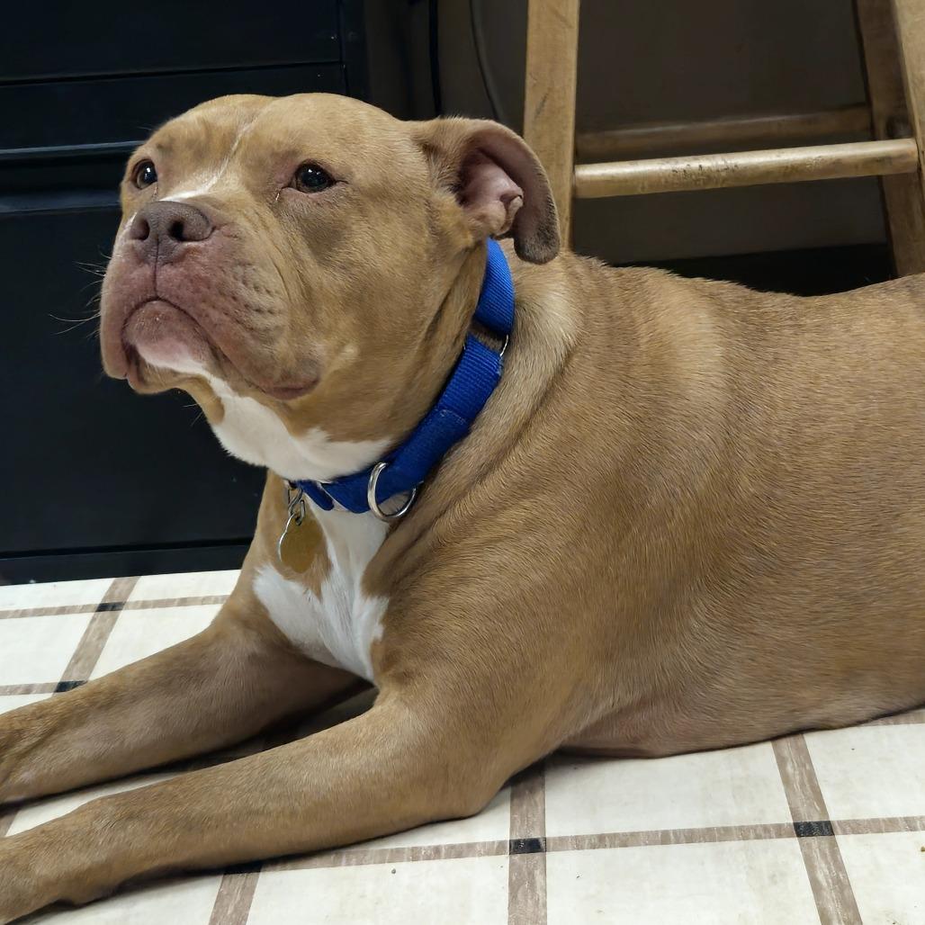 Enlarge Claudette, a Adoptable Mixed Breed in Auburn, AL image 3/6