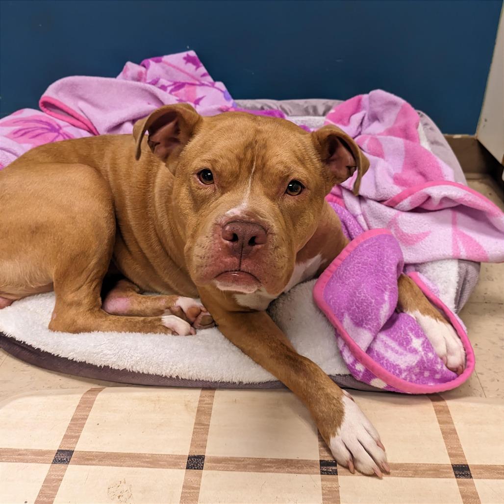 Enlarge Claudette, a Adoptable Mixed Breed in Auburn, AL image 5/6