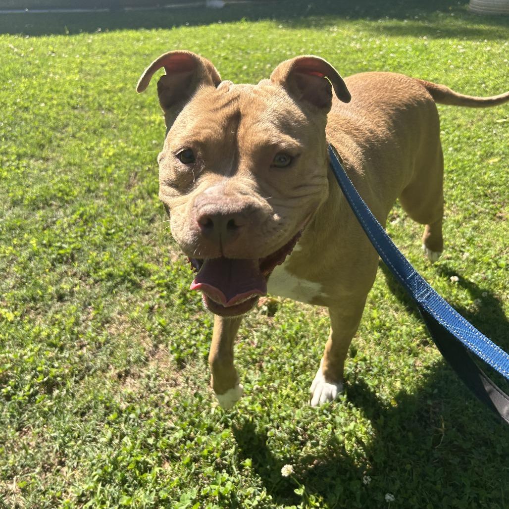 Enlarge Claudette, a Adoptable Mixed Breed in Auburn, AL image 6/6