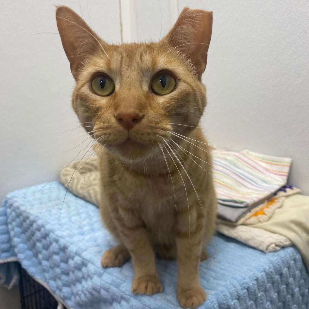 Giacomino, Adoptable, Young Male Domestic Short Hair.