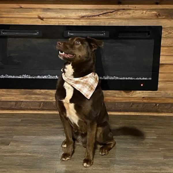 Ziggy (20260209-02) — thumbnail 2