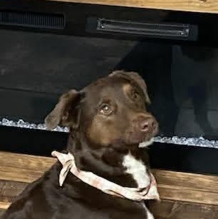 Ziggy (20260209-02) — thumbnail 3