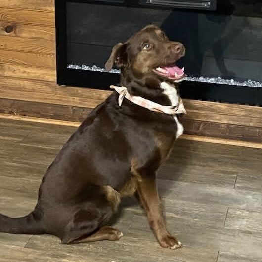 Ziggy (20260209-02) — thumbnail 4