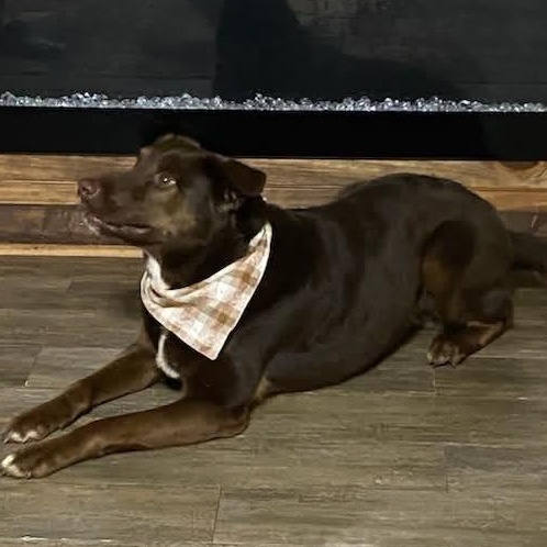 Ziggy (20260209-02) — thumbnail 5