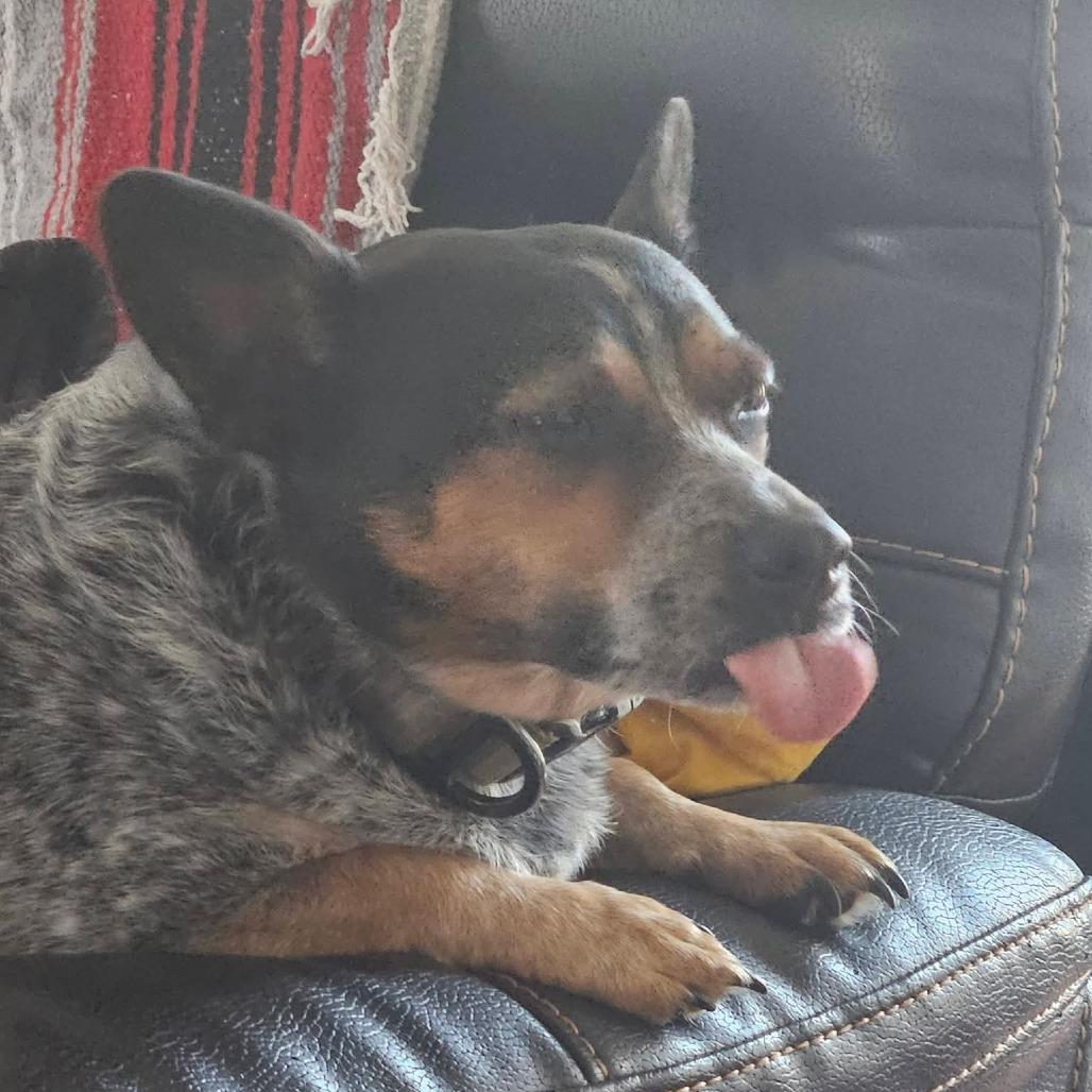 *Courtesy Listing - Hyde, Adoptable, Senior Male Dachshund & Border Collie.