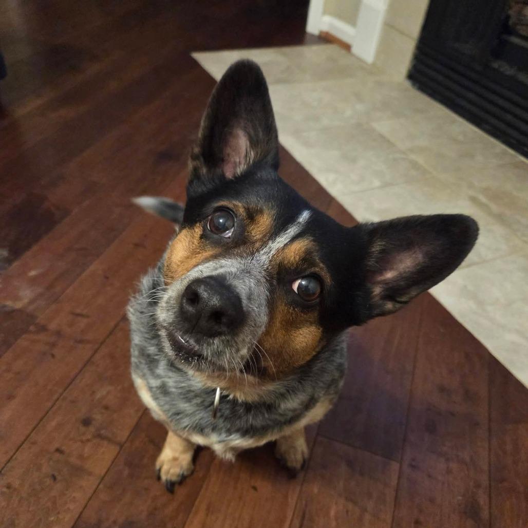 Enlarge *Courtesy Listing - Hyde, a Adoptable mixed breed in Tuscaloosa, AL image 3/4