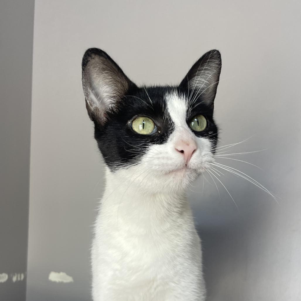 Enlarge Lip Gloss, a Adoptable Domestic Short Hair in Chicago, IL image 1/4