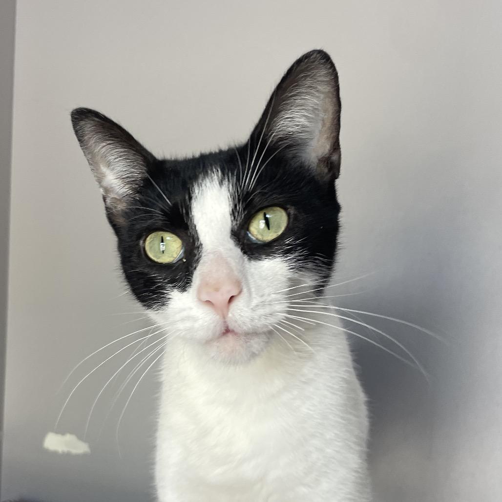 Enlarge Lip Gloss, a Adoptable Domestic Short Hair in Chicago, IL image 2/4