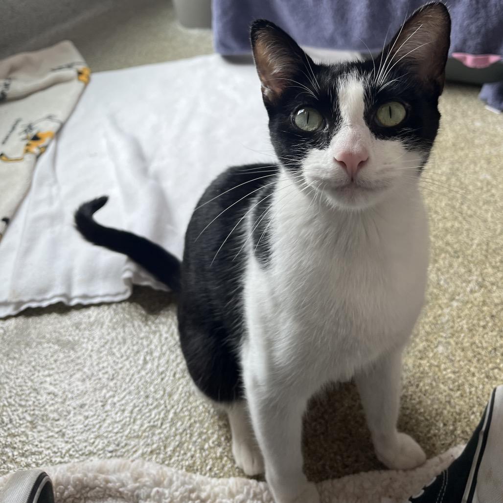 Enlarge Lip Gloss, a Adoptable Domestic Short Hair in Chicago, IL image 3/4
