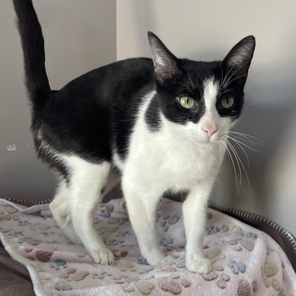 Enlarge Lip Gloss, a Adoptable Domestic Short Hair in Chicago, IL image 4/4
