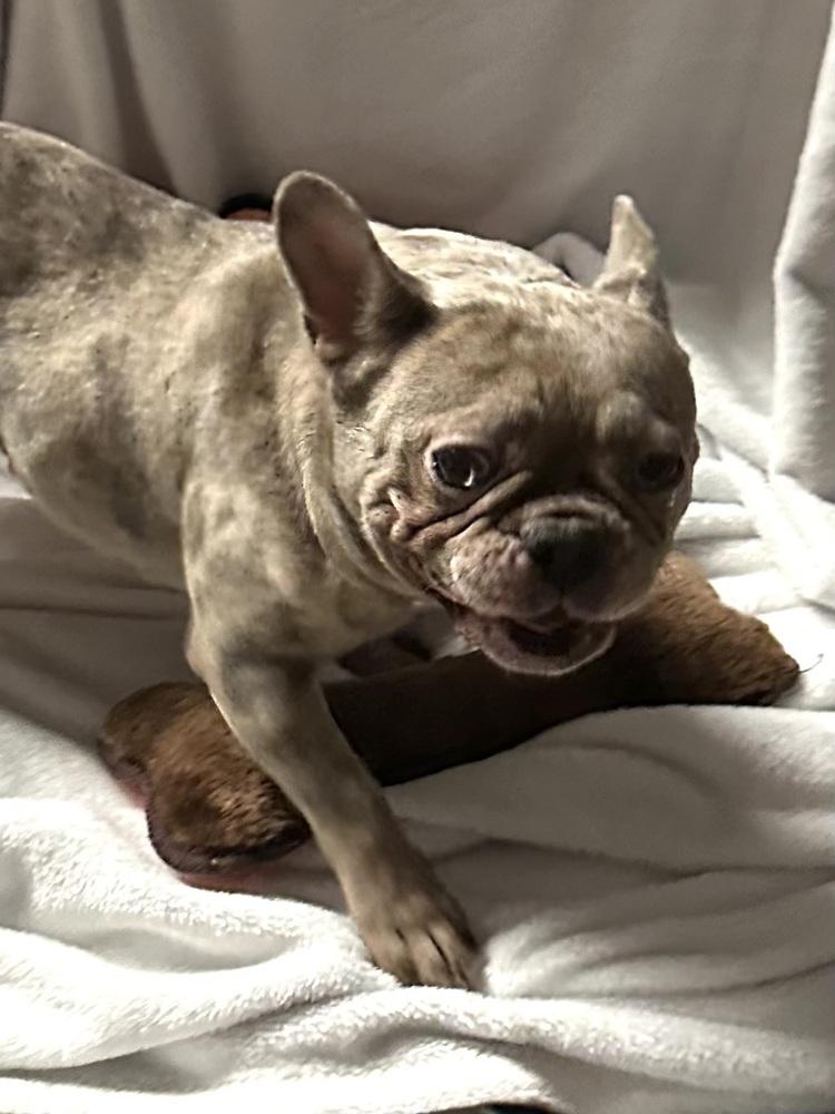 Pru, a Adoptable French Bulldog in Milton, GA image 1/4