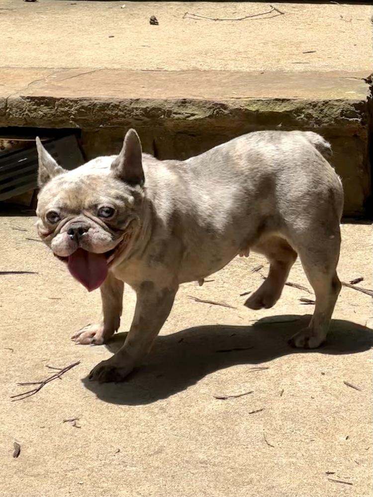 Pru, a Adoptable French Bulldog in Milton, GA image 2/4