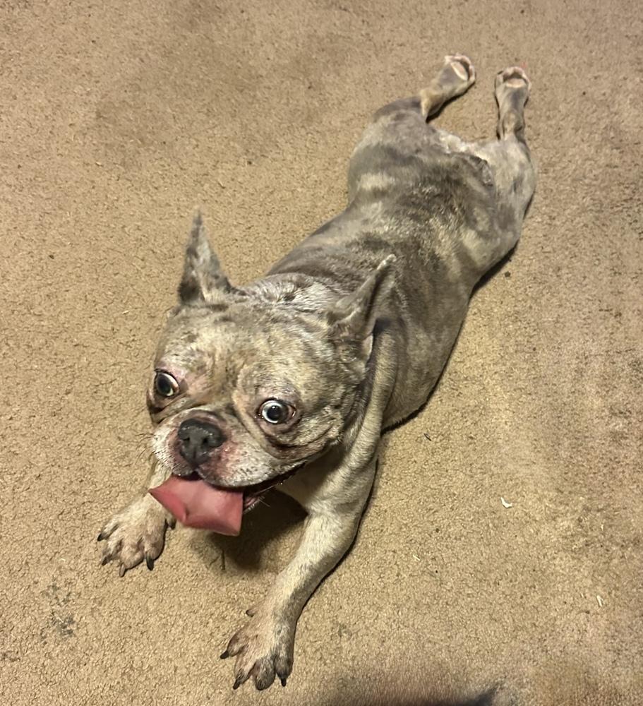 Pru, a Adoptable French Bulldog in Milton, GA image 2/6