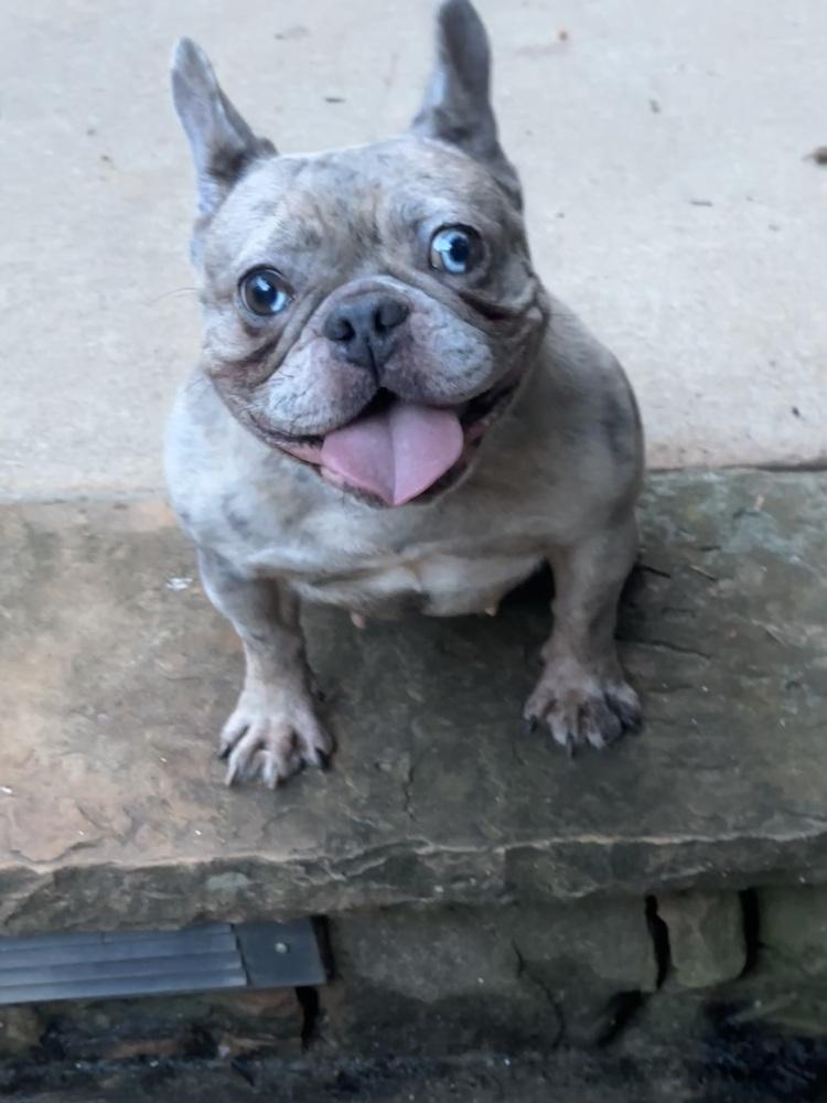 Pru, a Adoptable French Bulldog in Milton, GA image 3/6