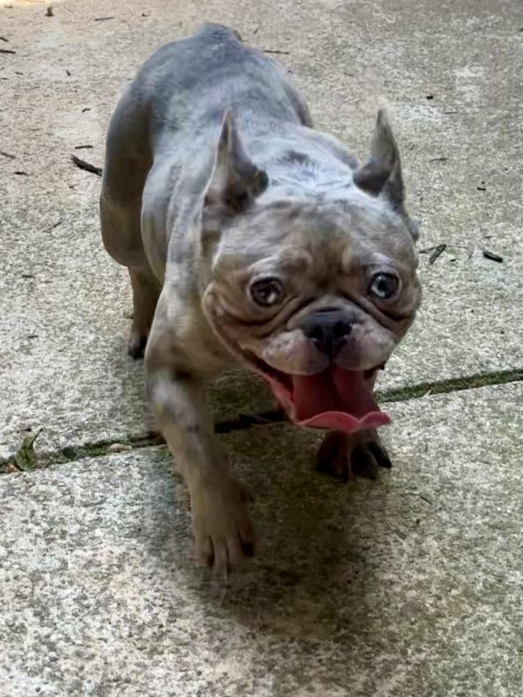 Pru, a Adoptable French Bulldog in Milton, GA image 3/4