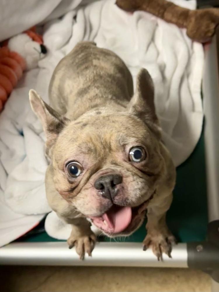 Pru, a Adoptable French Bulldog in Milton, GA image 4/4