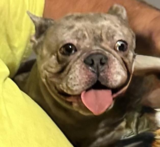 Pru, a Adoptable French Bulldog in Milton, GA image 6/6