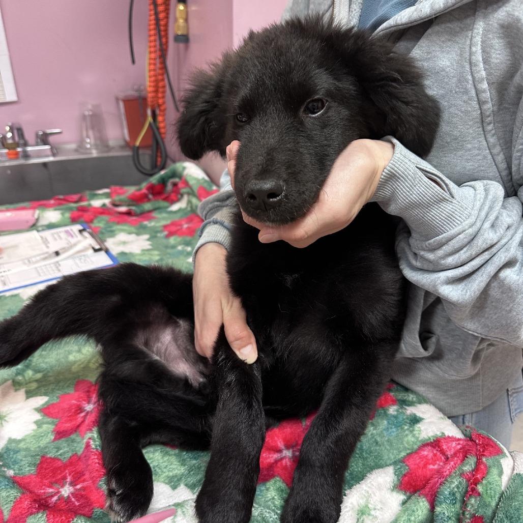 Gideon, Adoptable, Puppy Male Shepherd & Mixed Breed.