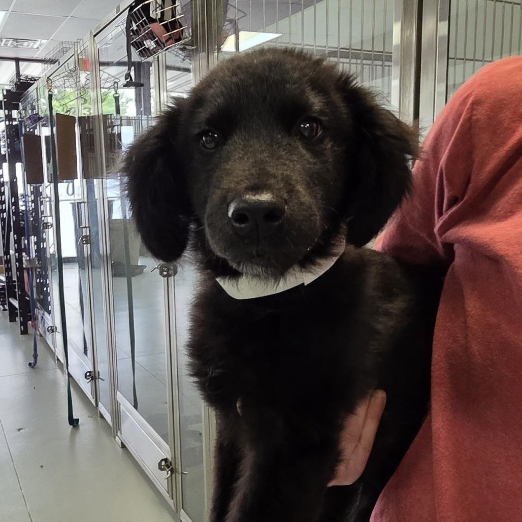 Gideon, a Adoptable mixed breed in Branson, MO image 2/2