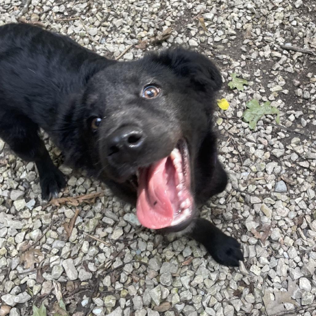 Enlarge Gideon, a Adoptable mixed breed in Branson, MO image 3/4