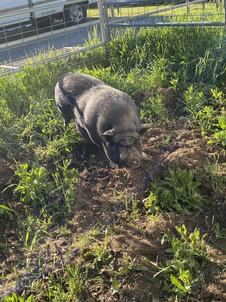 Enlarge Toro, a Adoptable Pig in Eagle Mountain, UT image 1/2