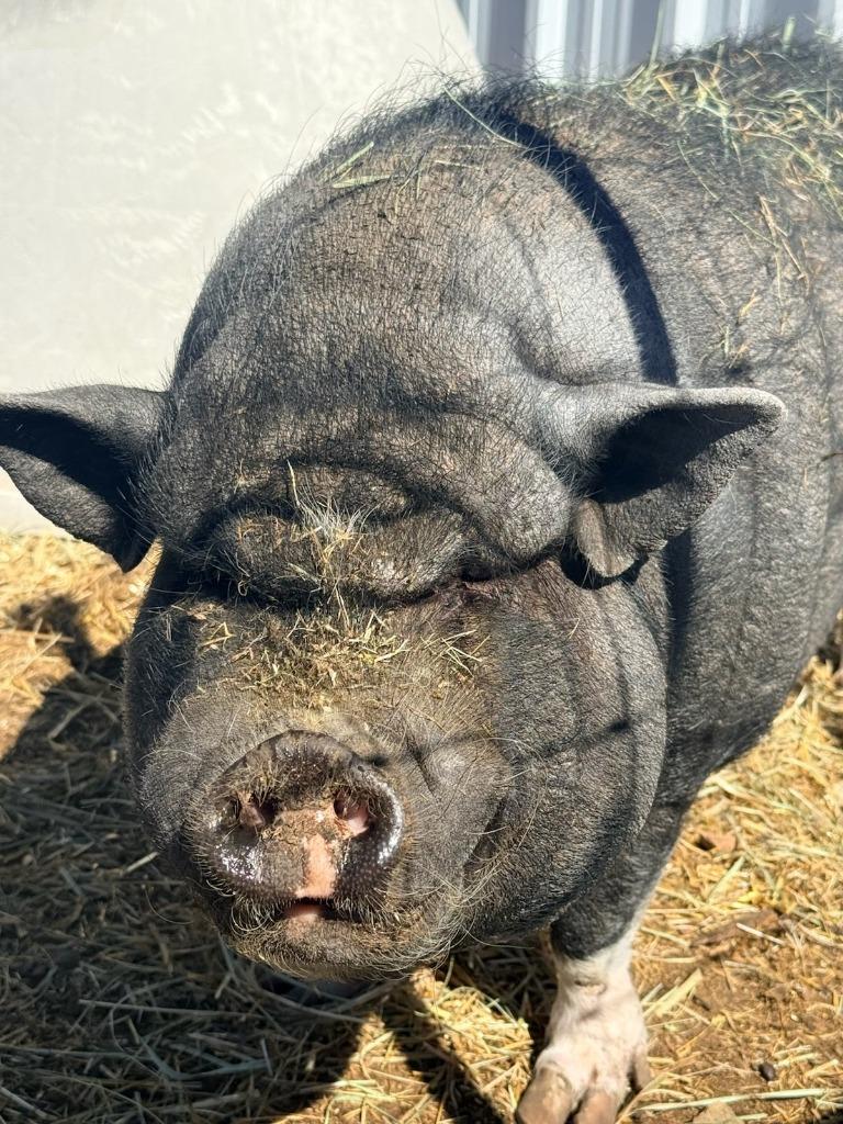Enlarge Toro, a Adoptable Pig in Eagle Mountain, UT image 2/2