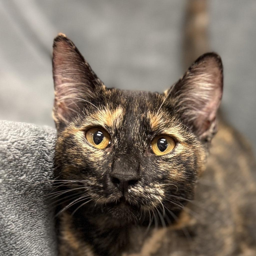 Ruth, Adoptable, Kitten Female Domestic Short Hair.