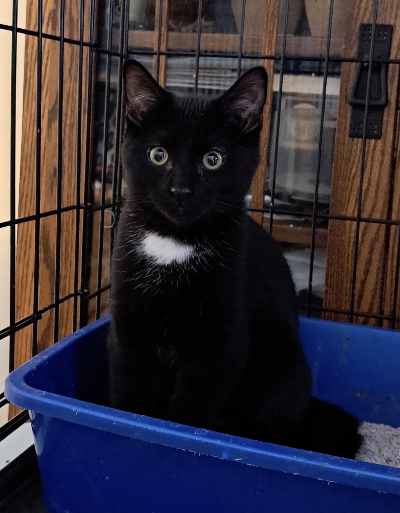 Enlarge Marco, an adopted Domestic Short Hair in Pickering, ON image 1/1