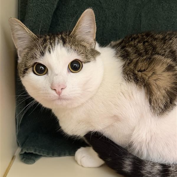 Enlarge Demere, a ADOPTABLE Domestic Short Hair in Cooperstown, NY image 2/2