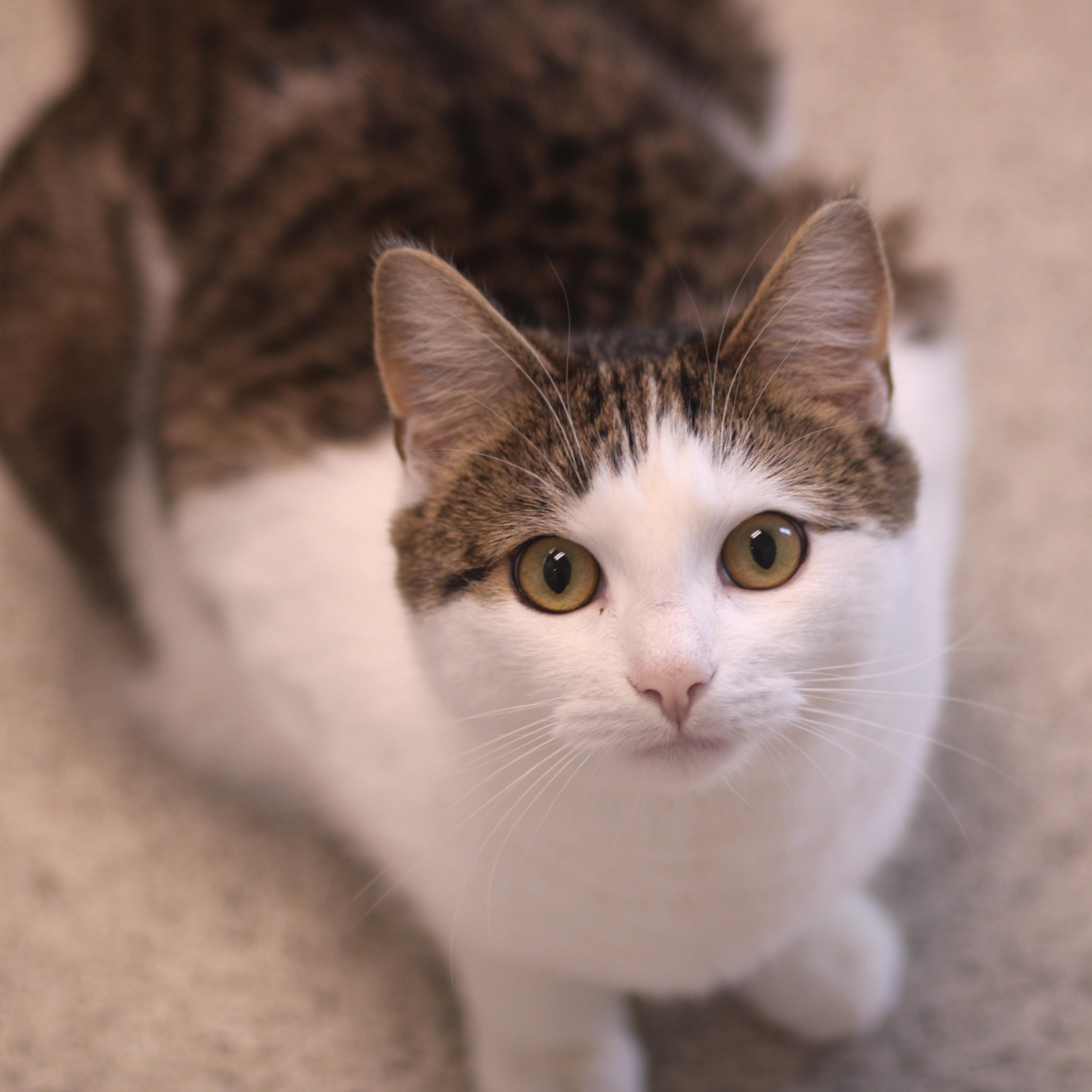 Enlarge Demere, a ADOPTABLE Domestic Short Hair in Cooperstown, NY image 1/2