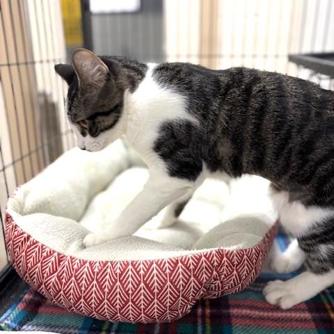 Enlarge Gigi, a ADOPTABLE mixed breed in Long Beach, WA image 4/4