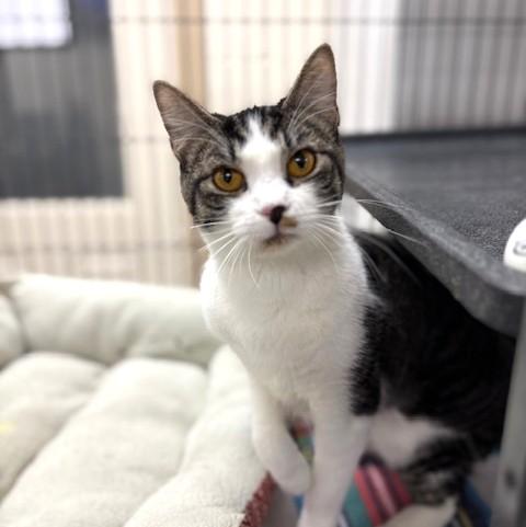 Enlarge Gigi, a ADOPTABLE mixed breed in Long Beach, WA image 3/4