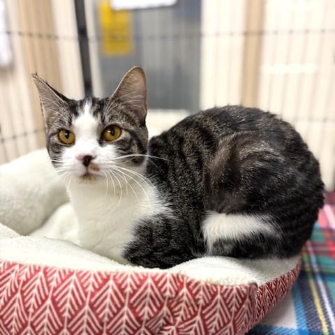 Enlarge Gigi, a ADOPTABLE mixed breed in Long Beach, WA image 2/4