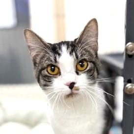 Enlarge Gigi, a ADOPTABLE mixed breed in Long Beach, WA image 1/4