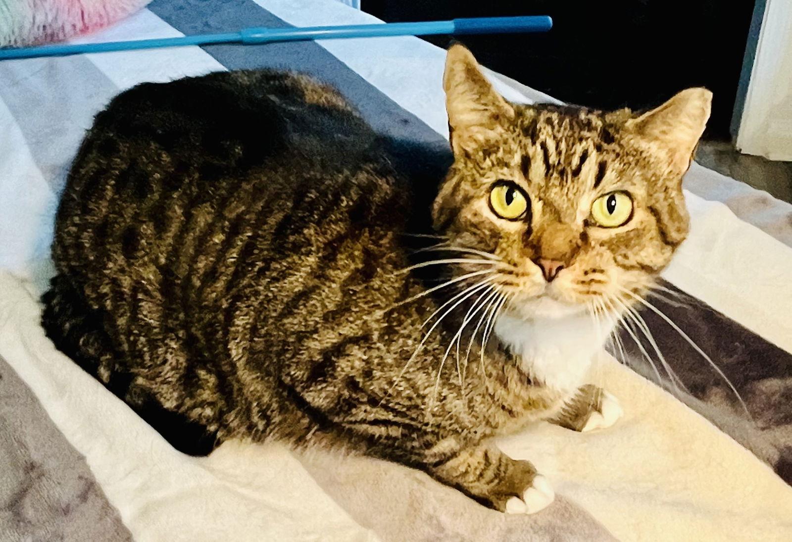 Alligator, Adoptable, Adult Male Tabby & Domestic Short Hair.