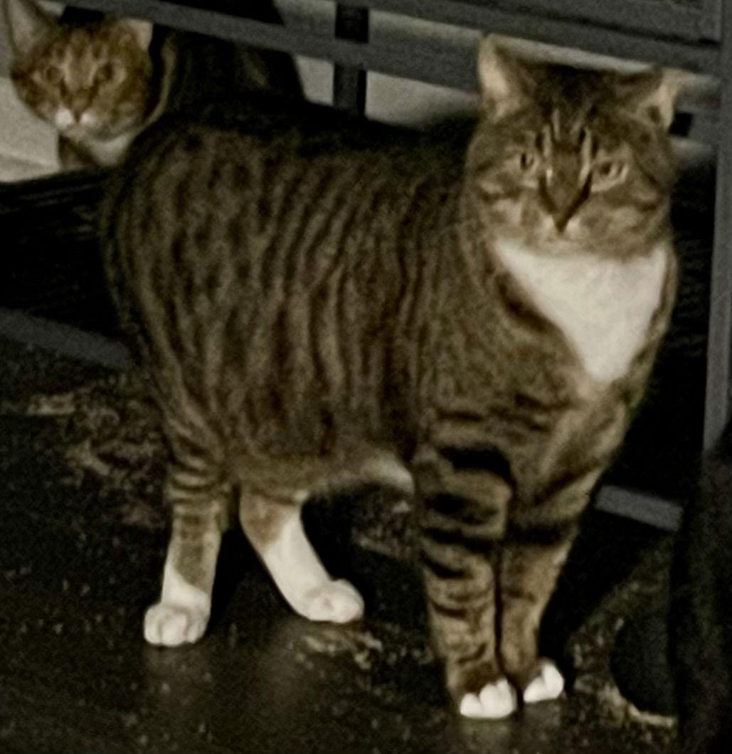 Alligator, Adoptable, Adult Male Tabby & Domestic Short Hair.