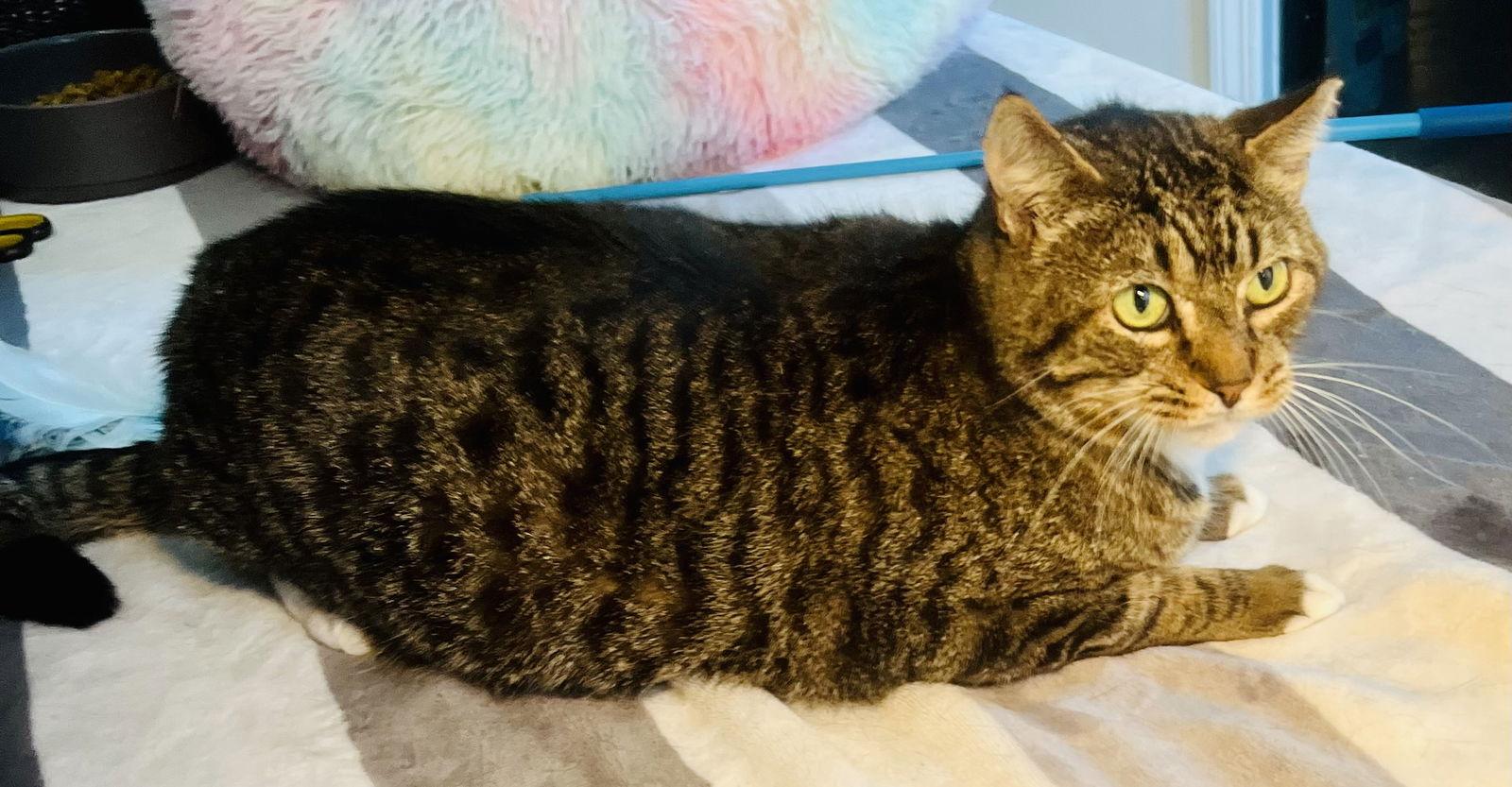 Enlarge Alligator, a Adoptable mixed breed in Lexington, SC image 2/3