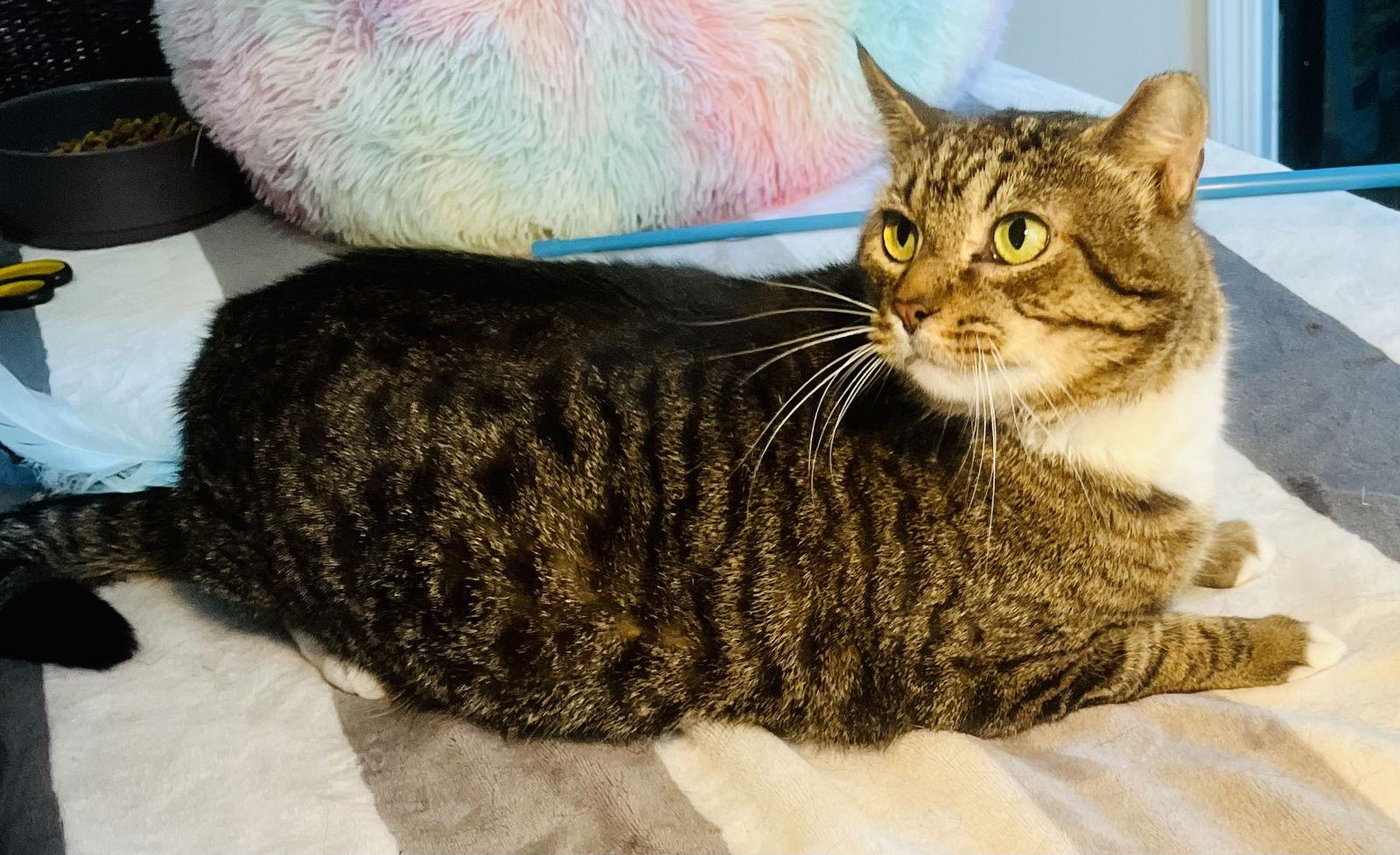 Enlarge Alligator, a Adoptable mixed breed in Lexington, SC image 3/3